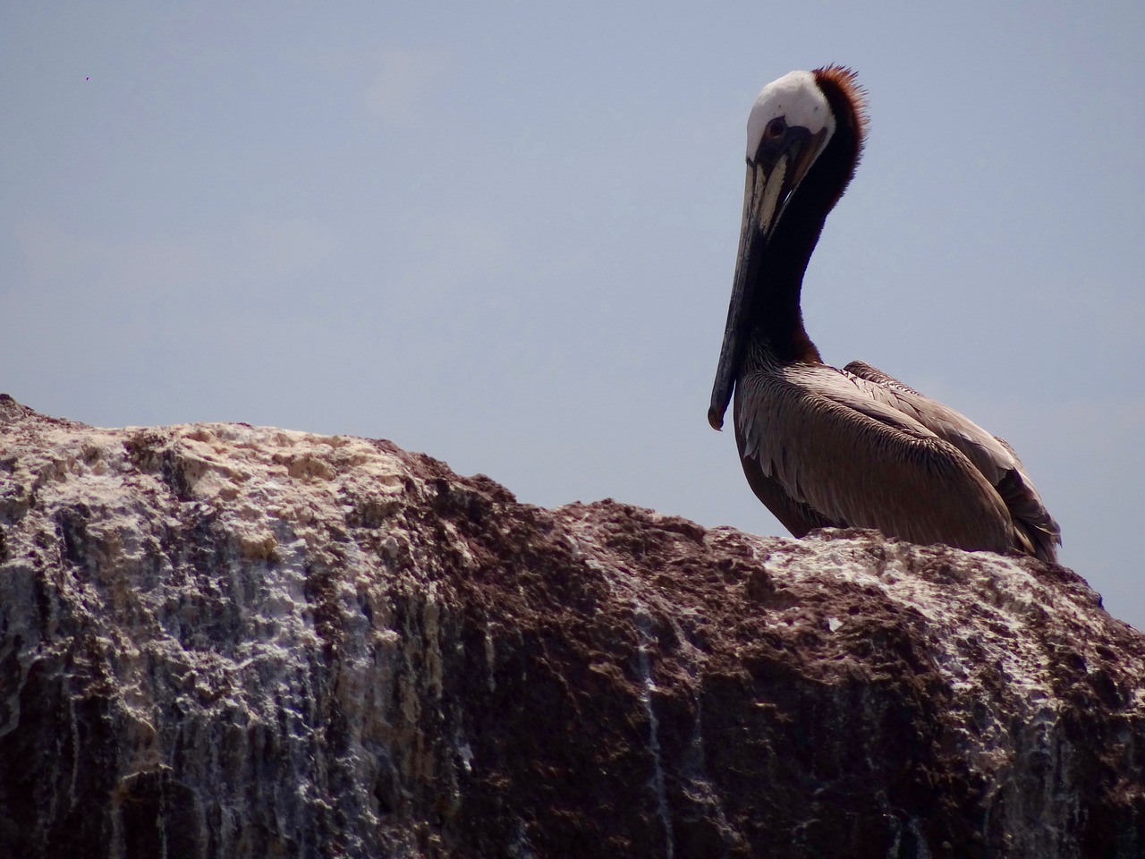 Pelican, Jūros Paukštis, Papludimys, Šventė, Nemokamos Nuotraukos,  Nemokama Licenzija