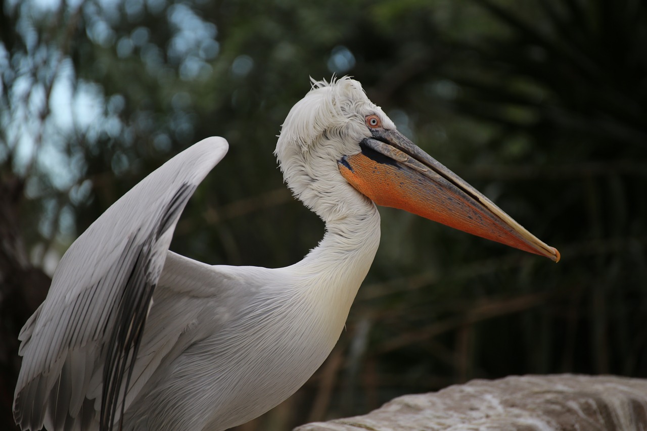 Pelican, Zoologijos Sodas, Ave, Piko, Fauna, Gamta, Priekinio Plano, Nemokamos Nuotraukos,  Nemokama Licenzija