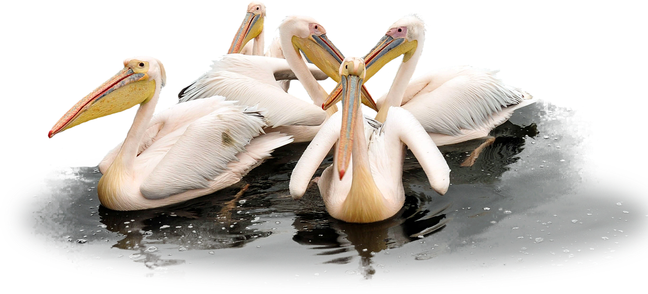 Pelican, Paukštis, Laukiniai, Sparnas, Atogrąžų, Plunksna, Dykuma, Balta, Flock, Grupė