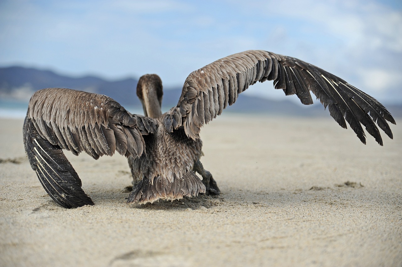 Pelican, Papludimys, Jūra, Dangus, Saulė, Nemokamos Nuotraukos,  Nemokama Licenzija