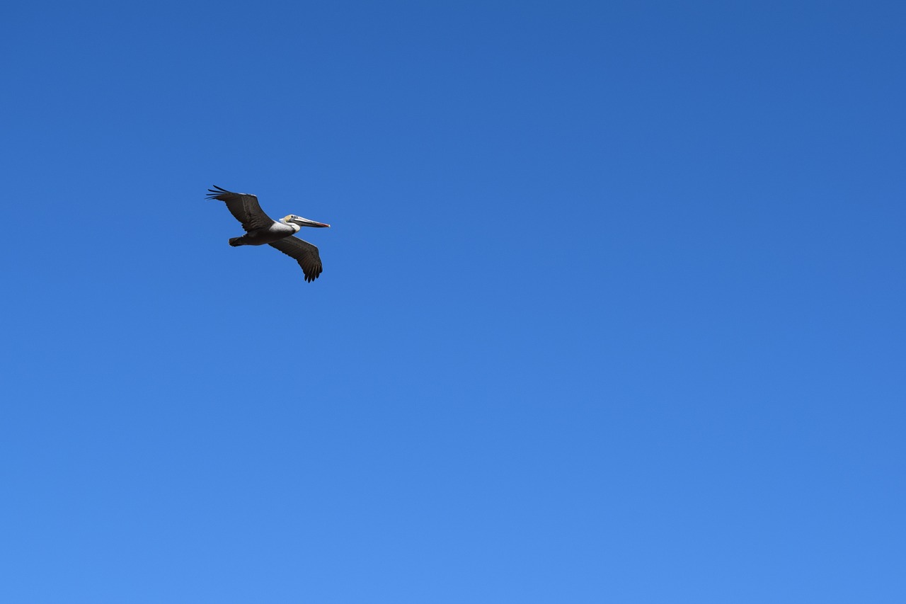 Pelican, Skraidantis, Paukštis, Laukinė Gamta, Jūros Paukštis, Nemokamos Nuotraukos,  Nemokama Licenzija