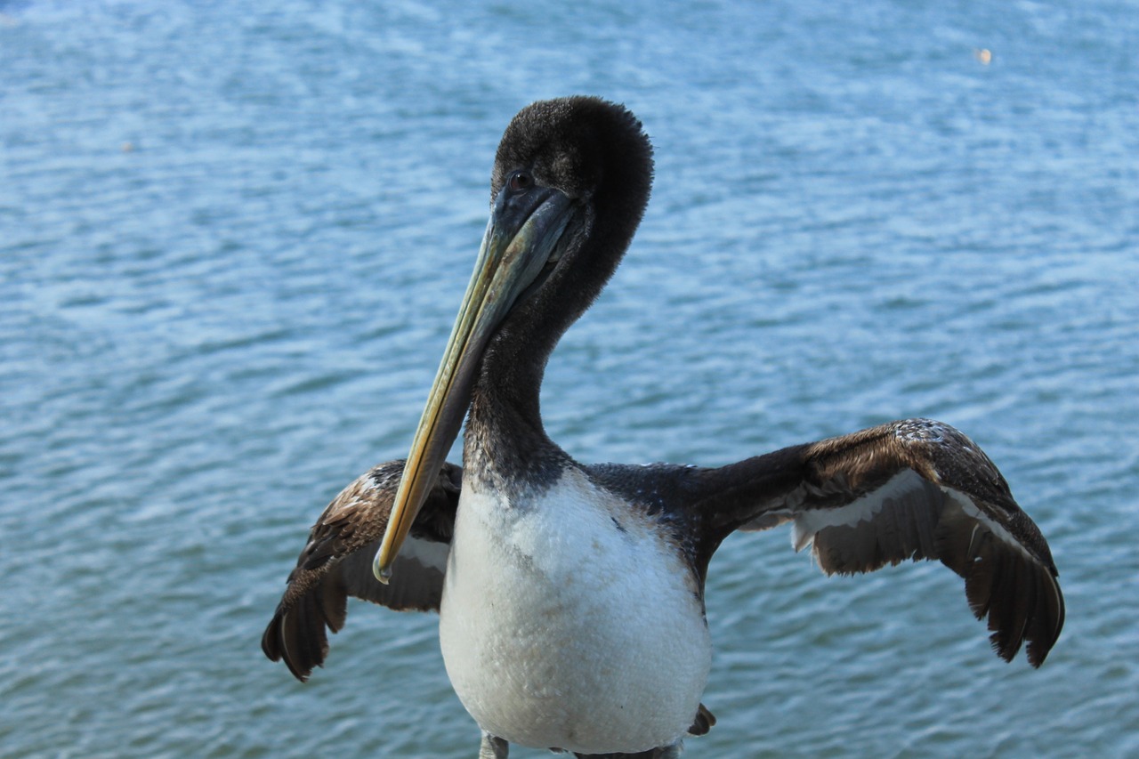 Pelican, Gamta, Paukštis, Gyvūnai, Fauna, Ave, Kašma, Peru, Nemokamos Nuotraukos,  Nemokama Licenzija