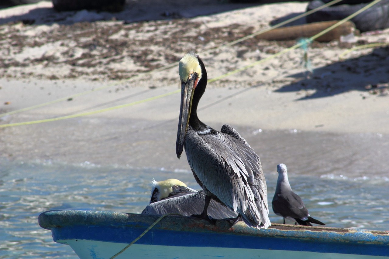 Pelican, Papludimys, Jūros Paukštis, Žvejai, Nemokamos Nuotraukos,  Nemokama Licenzija