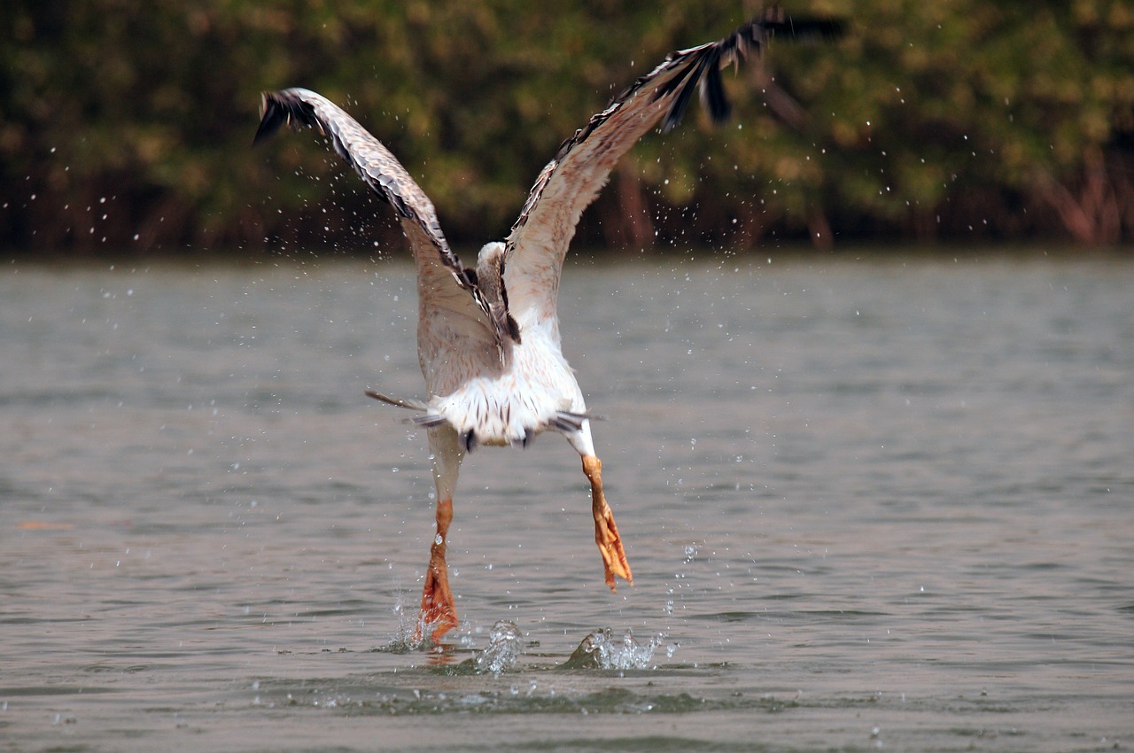 Pelican, Kilti, Paukštis, Gyvūnas, Skrydis, Gamta, Upė, Afrika, Senegalas, Nemokamos Nuotraukos