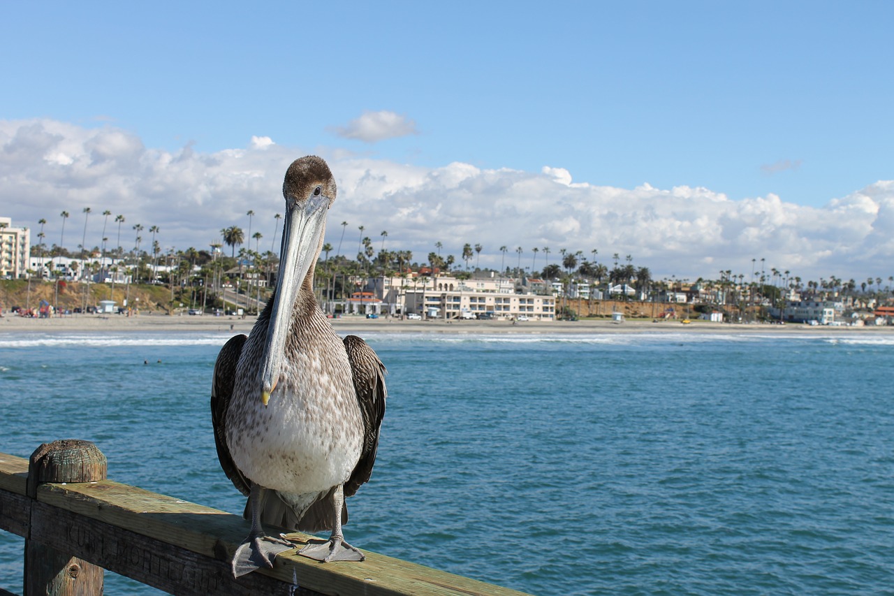 Pelican, Pajūryje, Paukštis, Papludimys, Gamta, Vanduo, Laukinė Gamta, Vandens Paukštis, Pelecanus, Lauke