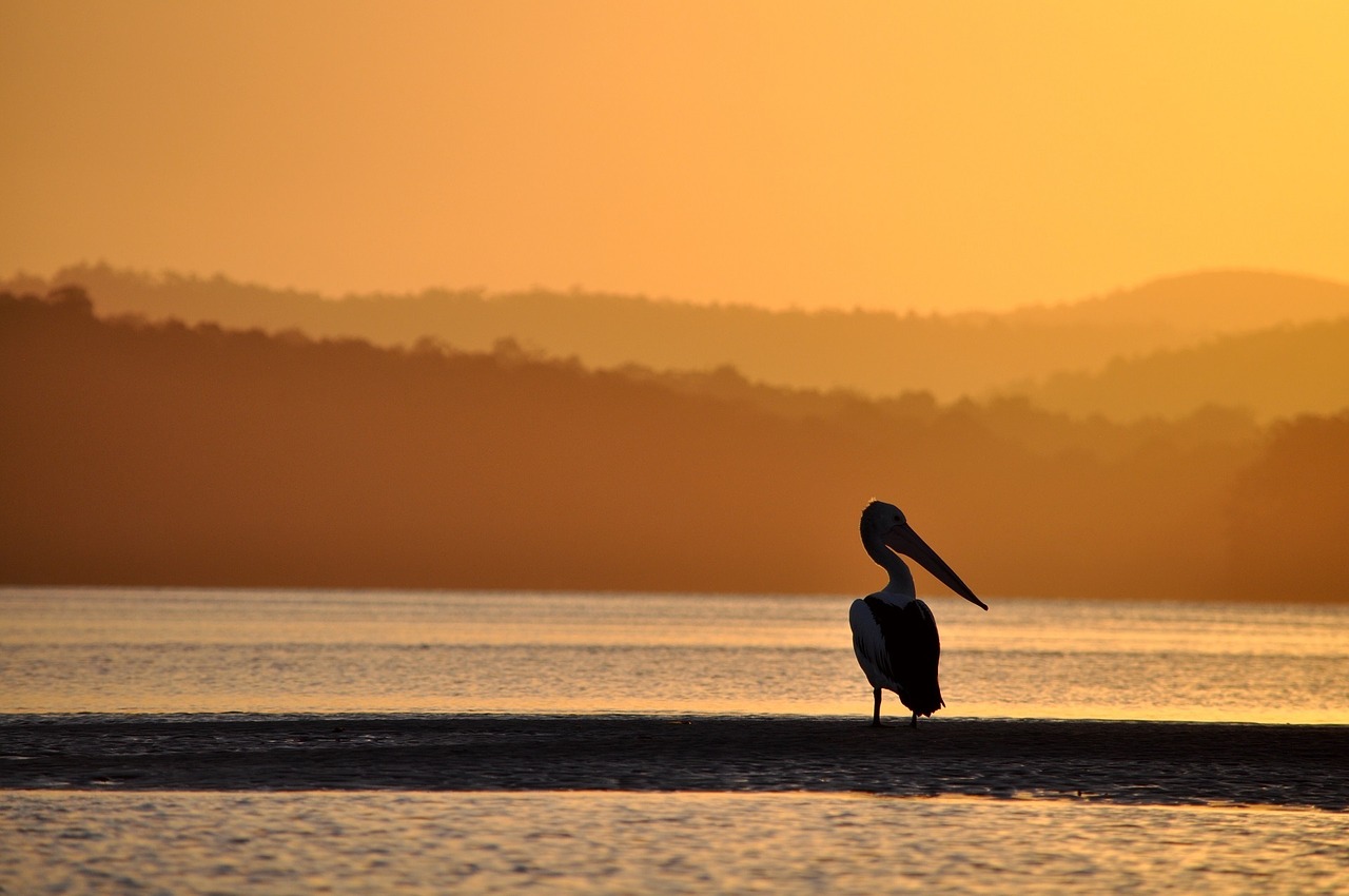 Pelican, Snapas, Vanduo, Paukštis, Gamta, Jūros Dugnas, Laukiniai, Jūra, Laukinė Gamta, Pakrantės