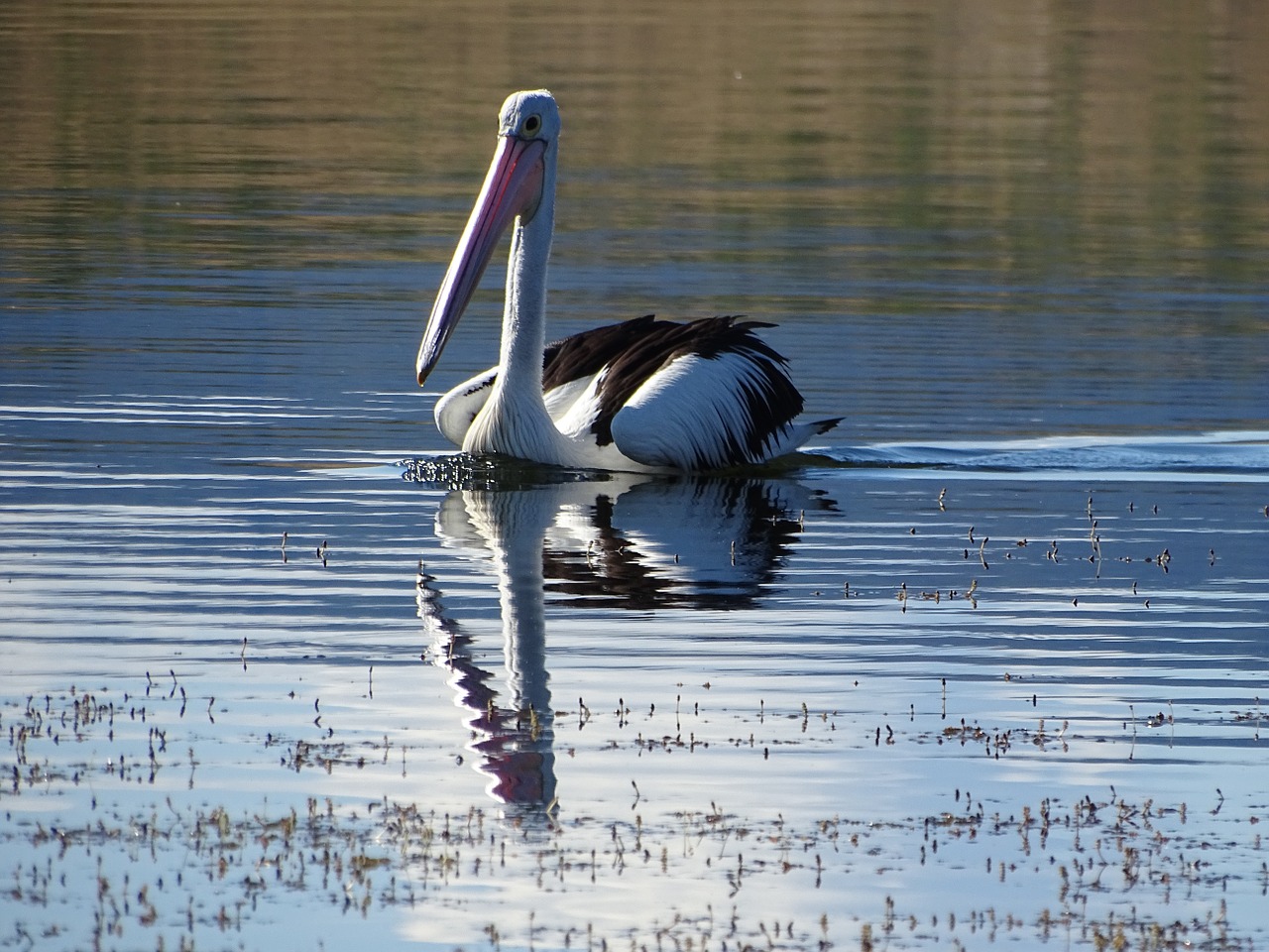 Pelican, Vanduo, Laukinė Gamta, Gamta, Atspindys, Lauke, Kraštovaizdis, Nemokamos Nuotraukos,  Nemokama Licenzija