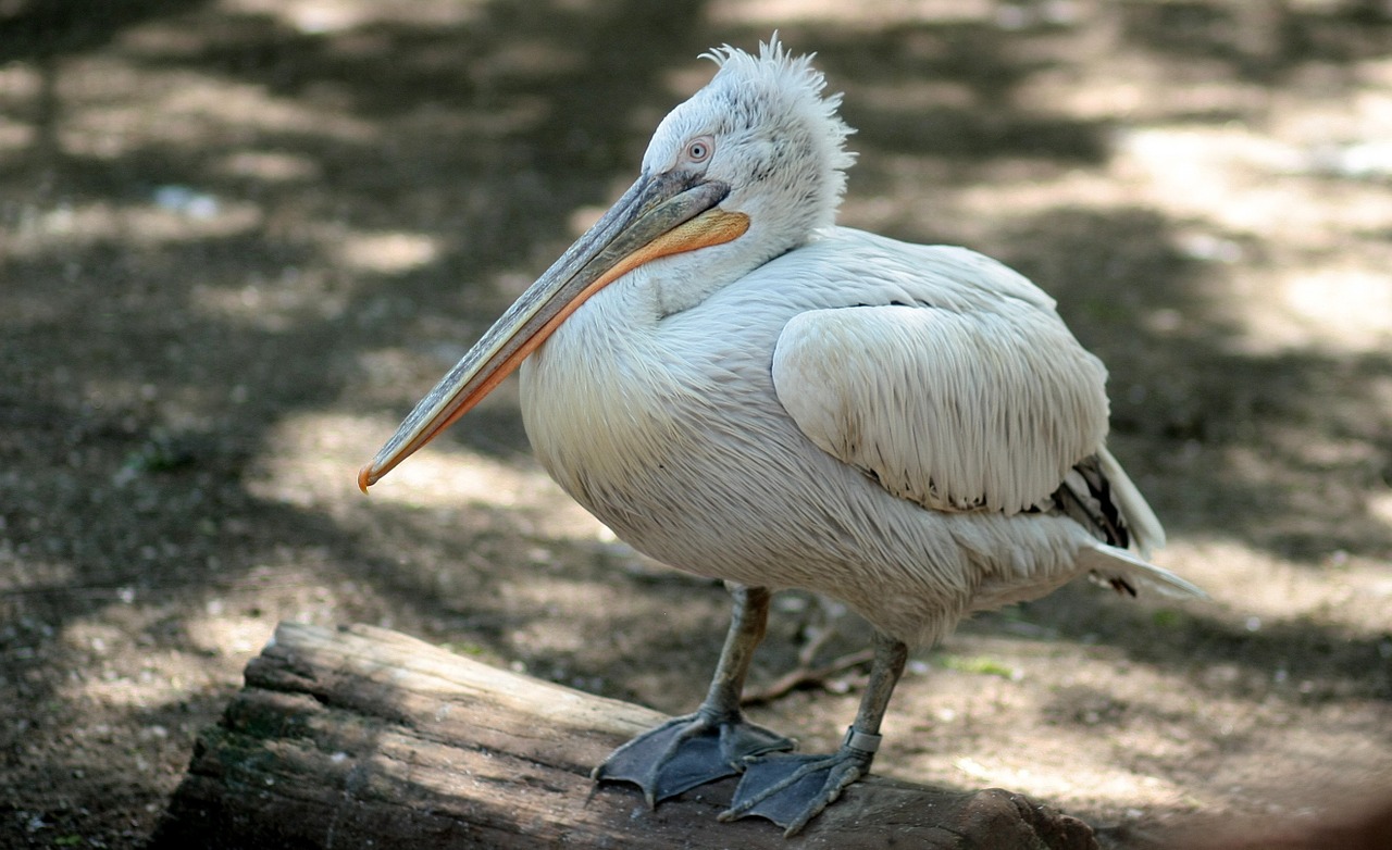 Pelican, Paukščiai, Poilsis, Nemokamos Nuotraukos,  Nemokama Licenzija