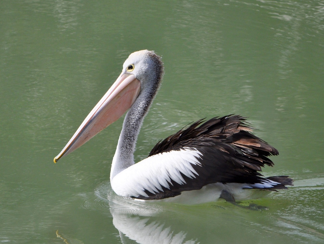 Pelican, Paukštis, Laukinė Gamta, Gamta, Vanduo, Maudytis, Portretas, Piktograma, Snapas, Laukiniai