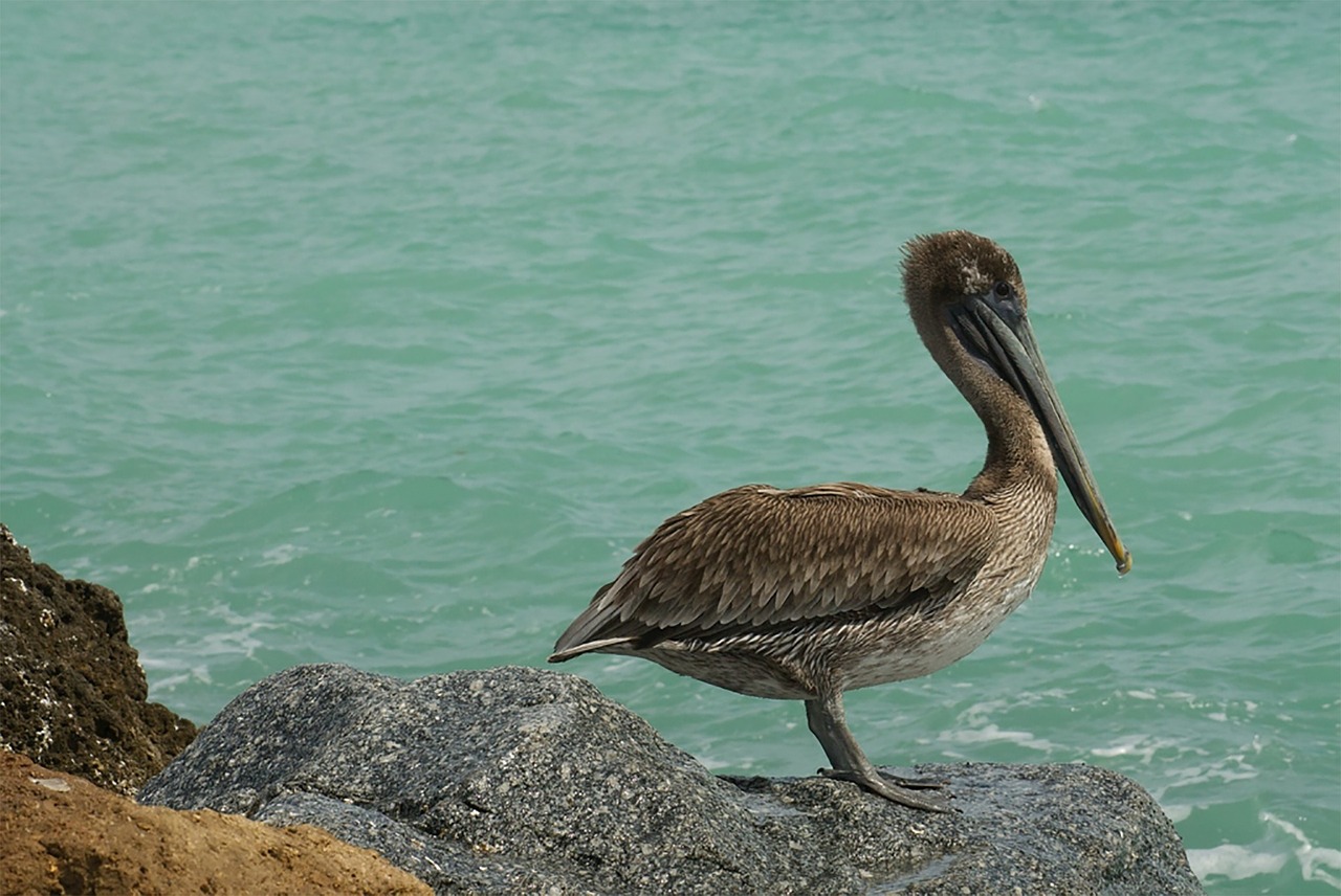 Pelican, Papludimys, Vandenynas, Įlanka, Plunksnos, Gamta, Lauke, Snapas, Mėlynas, Akmenys