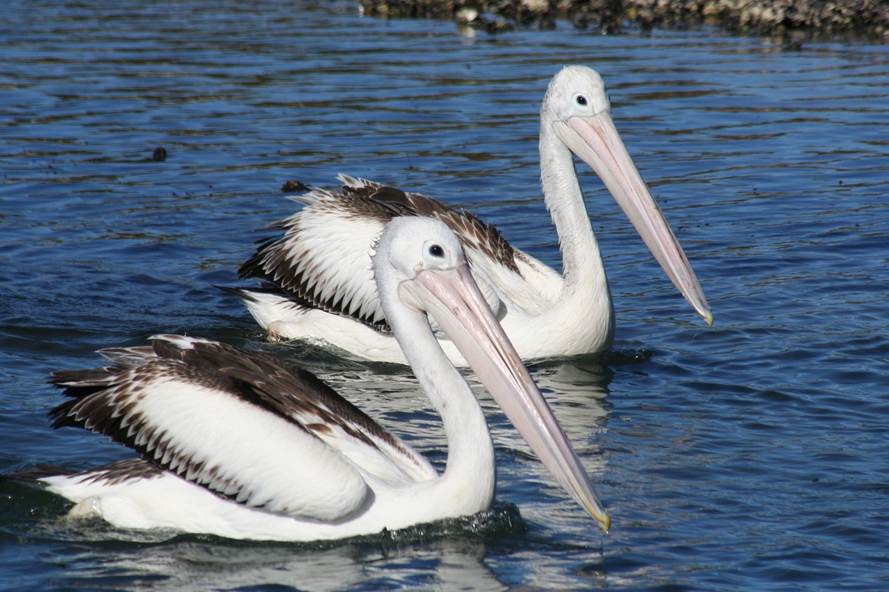 Pelican, Vanduo, Pora, Paukštis, Gamta, Laukinė Gamta, Nemokamos Nuotraukos,  Nemokama Licenzija