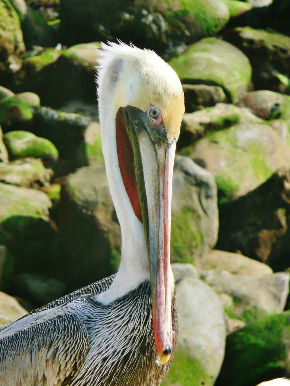 Pelican, Ruda, San Diego, La Jolla, Paukštis, Laukinė Gamta, Gyvūnas, Pelecanus, Gamta, Snapas