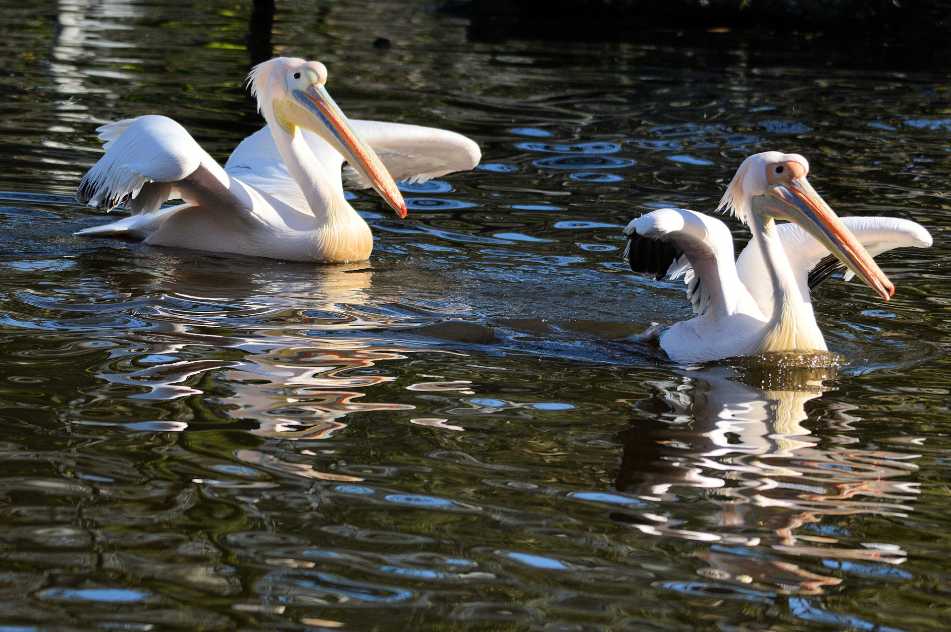 Pora,  Pelican,  Paukštis,  Atogrąžų,  Pelikanas, Nemokamos Nuotraukos,  Nemokama Licenzija