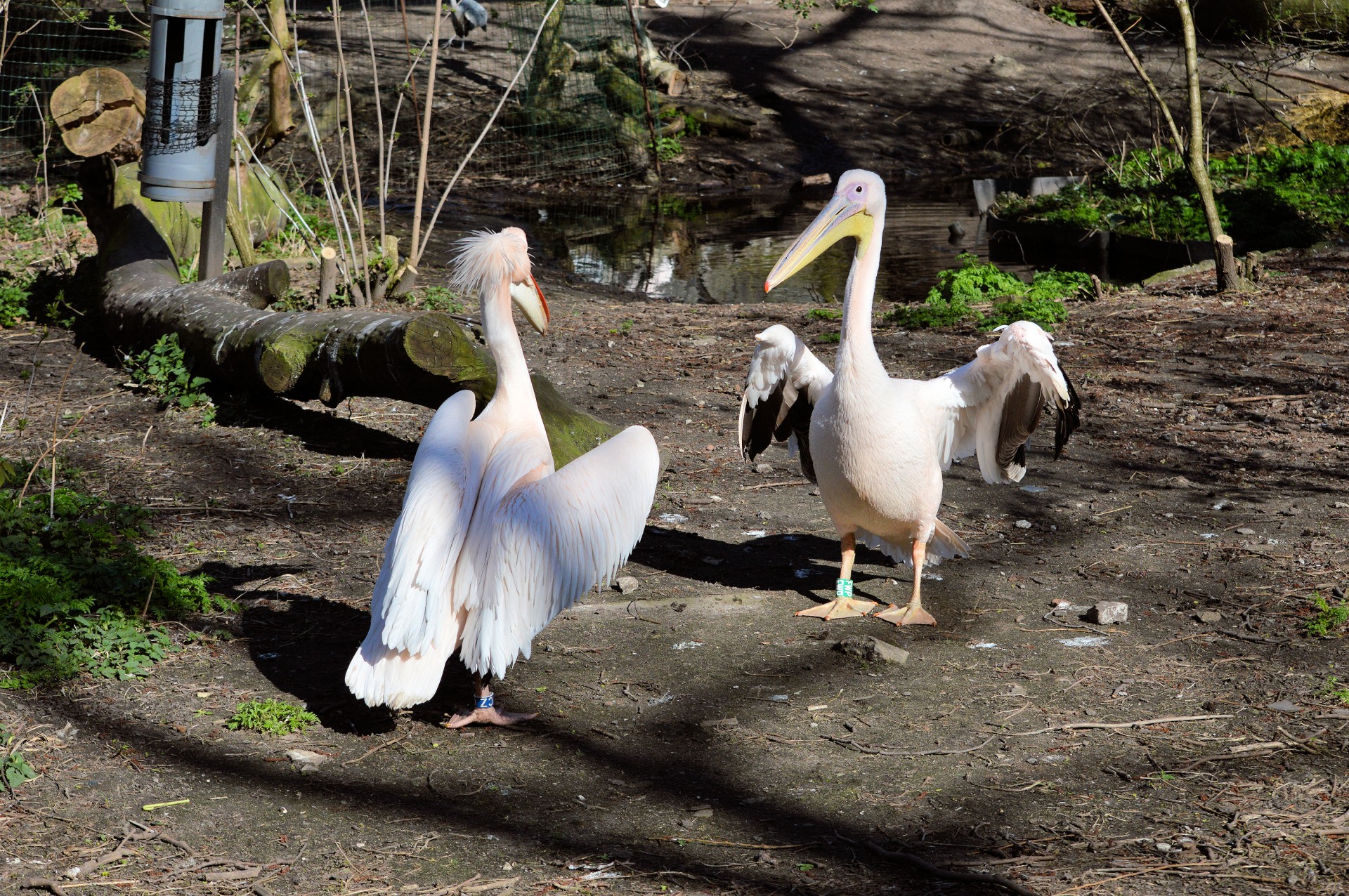 Pora,  Pelican,  Paukštis,  Atogrąžų,  Pelikanas, Nemokamos Nuotraukos,  Nemokama Licenzija