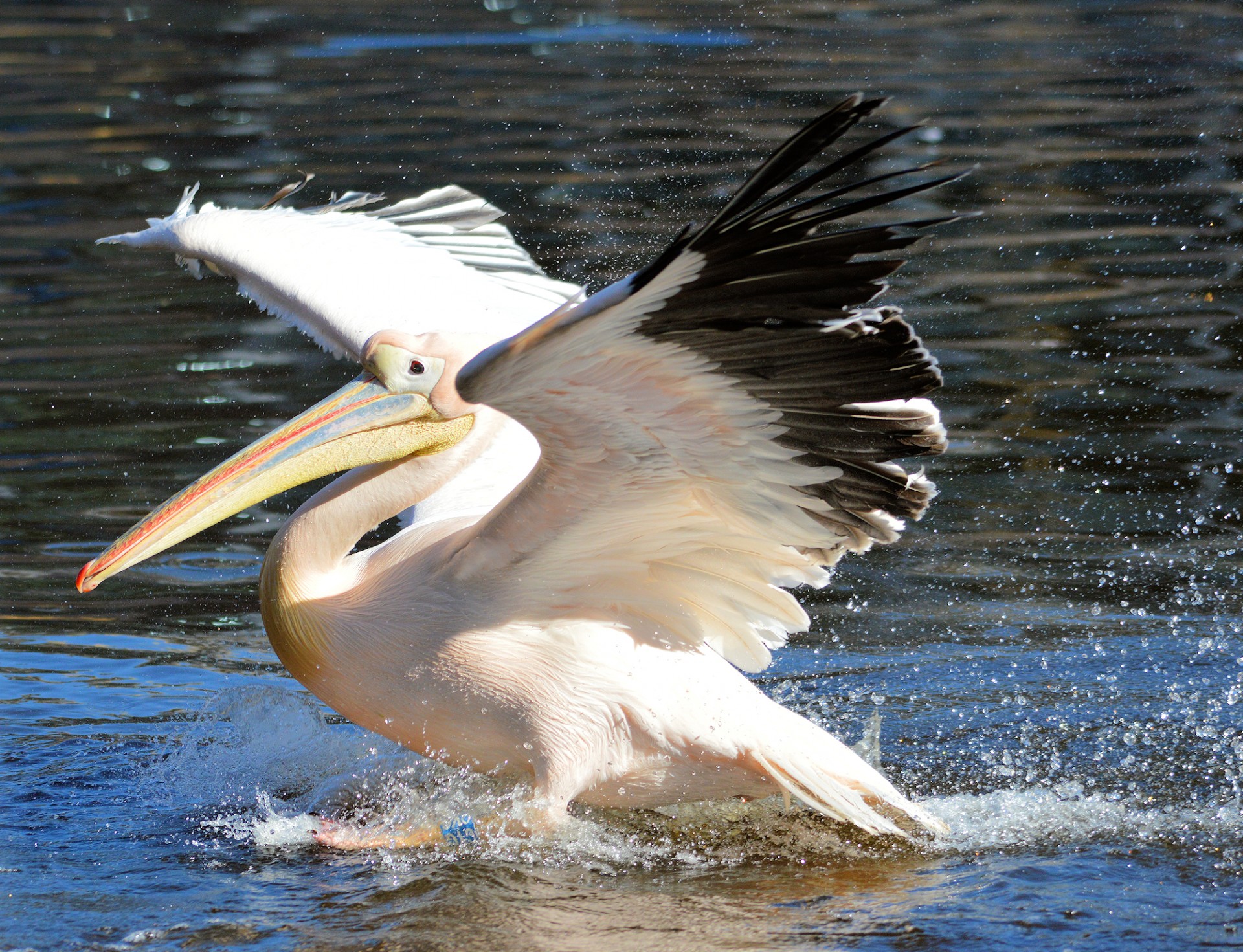 Pora,  Pelican,  Paukštis,  Atogrąžų,  Sparnai,  Pelikanas, Nemokamos Nuotraukos,  Nemokama Licenzija