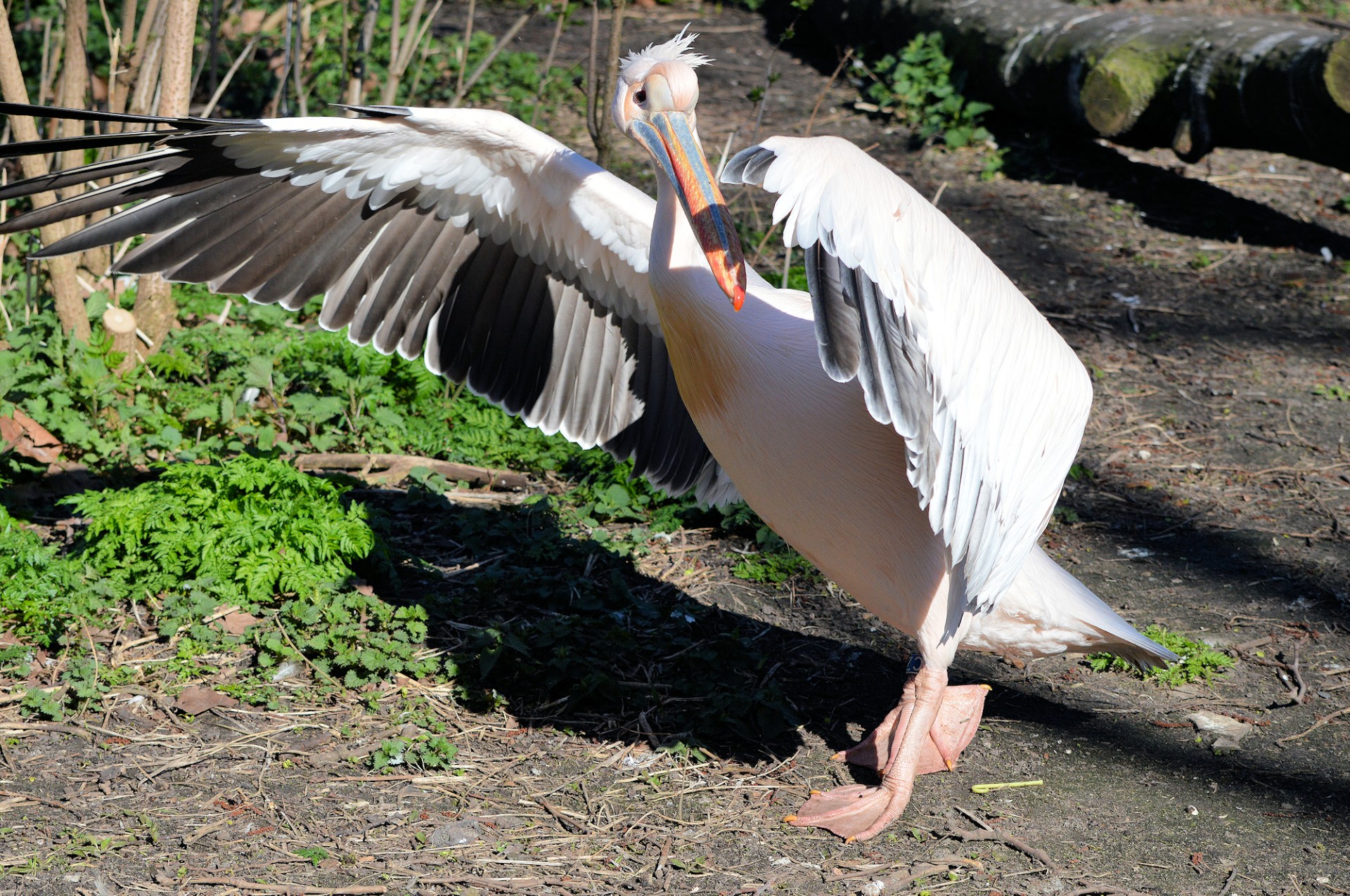 Pora,  Pelican,  Paukštis,  Atogrąžų,  Sparnai,  Pelikanas, Nemokamos Nuotraukos,  Nemokama Licenzija