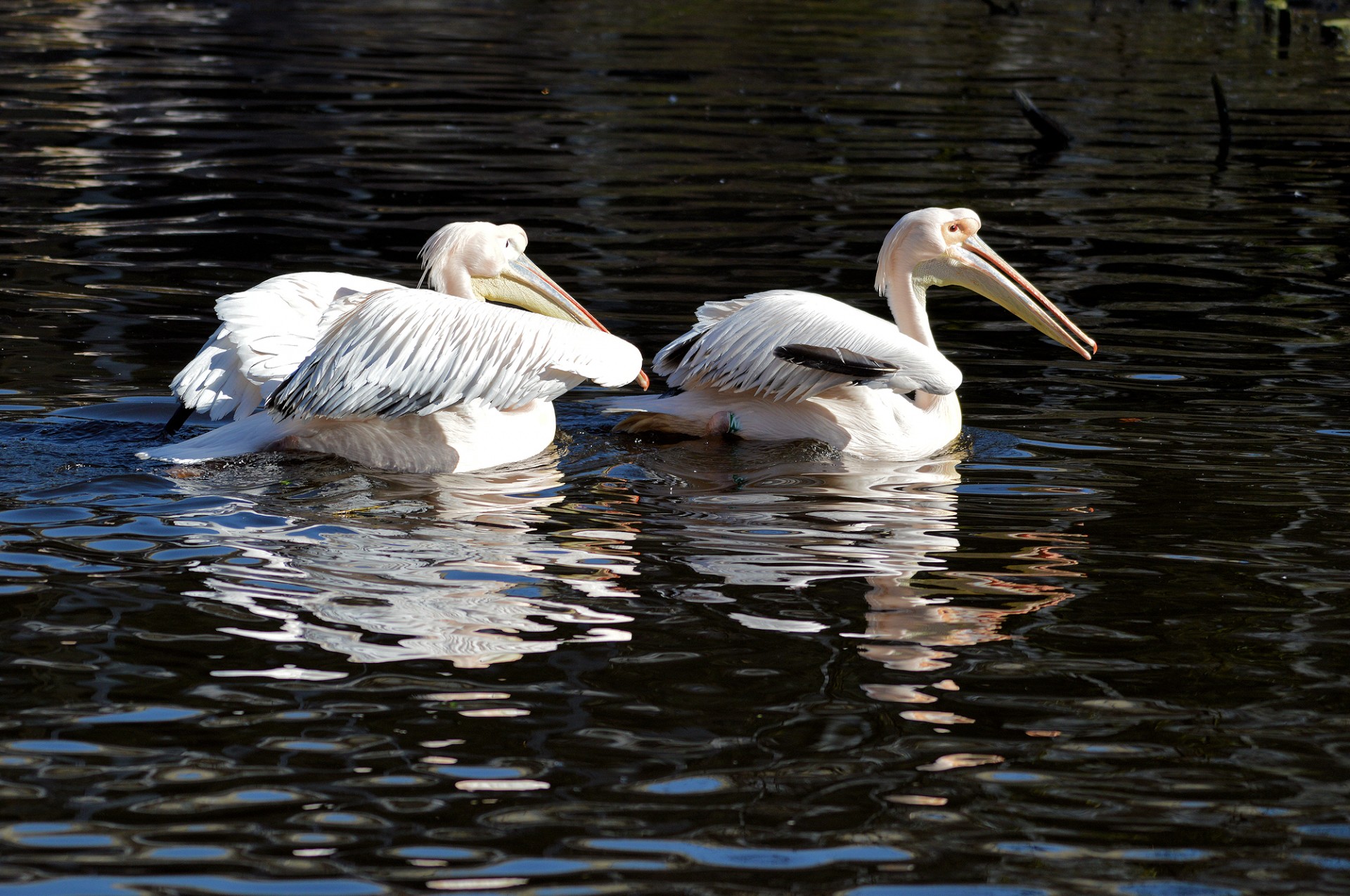 Pora,  Pelican,  Paukštis,  Atogrąžų,  Pelikanas, Nemokamos Nuotraukos,  Nemokama Licenzija