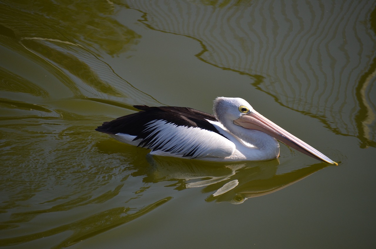 Pelican, Paukštis, Maudytis, Nemokamos Nuotraukos,  Nemokama Licenzija