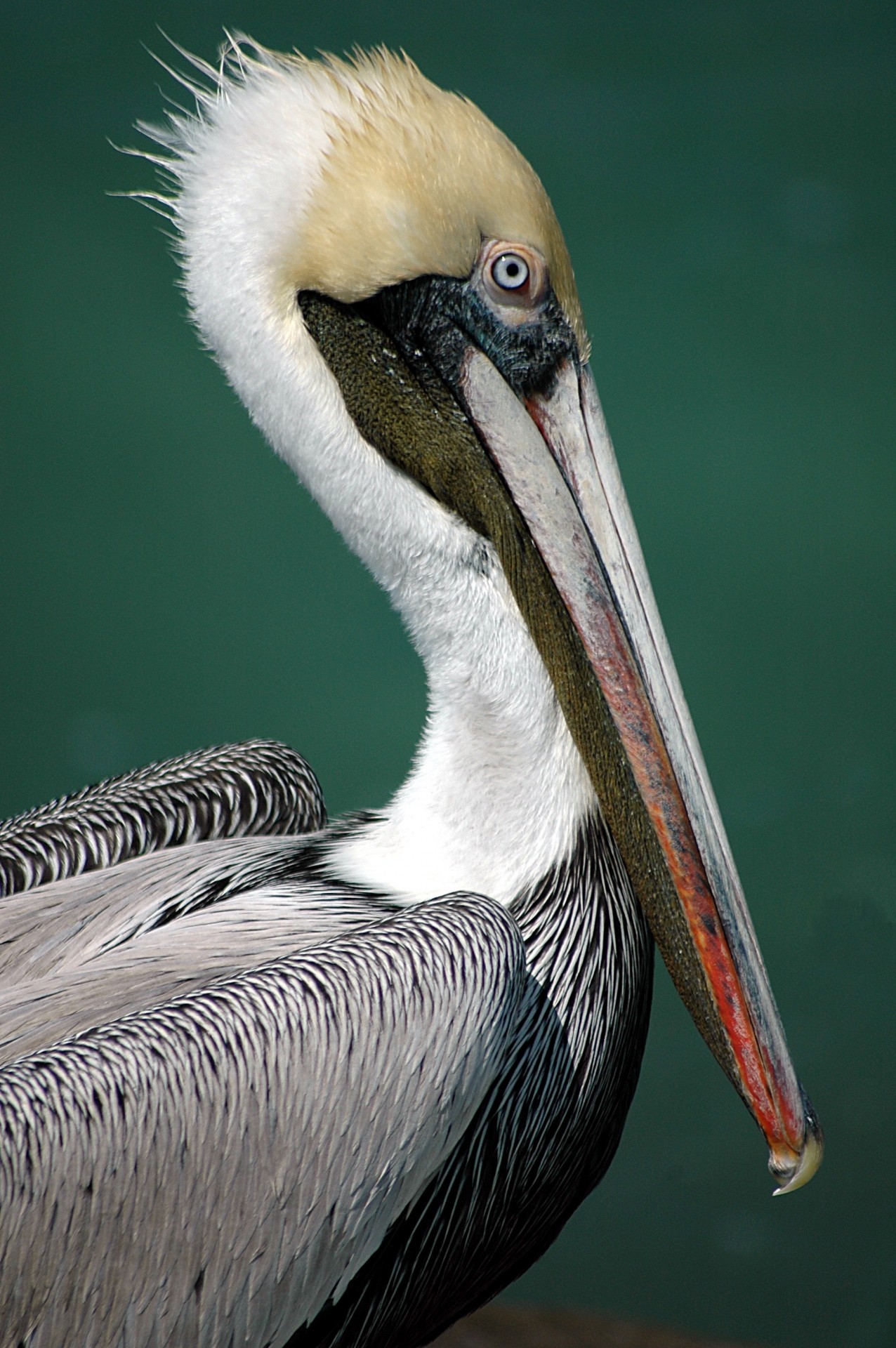 Pelican,  Paukštis,  Paukštis,  Laukinė Gamta,  Didelis,  Veidas,  Snapas,  Plunksnos,  Profilis,  Vandens Paukštis