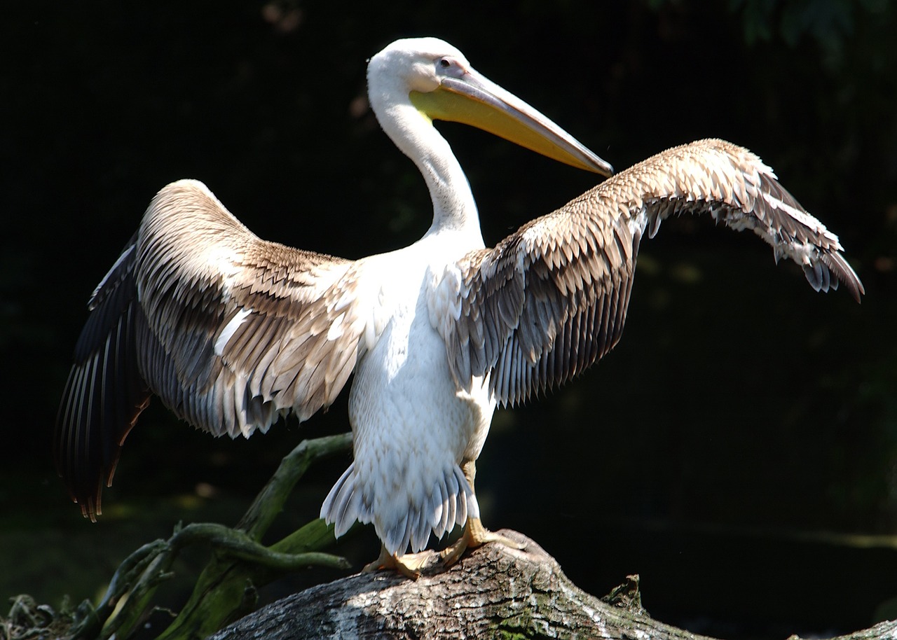 Pelican, Paukštis, Ali, Nemokamos Nuotraukos,  Nemokama Licenzija