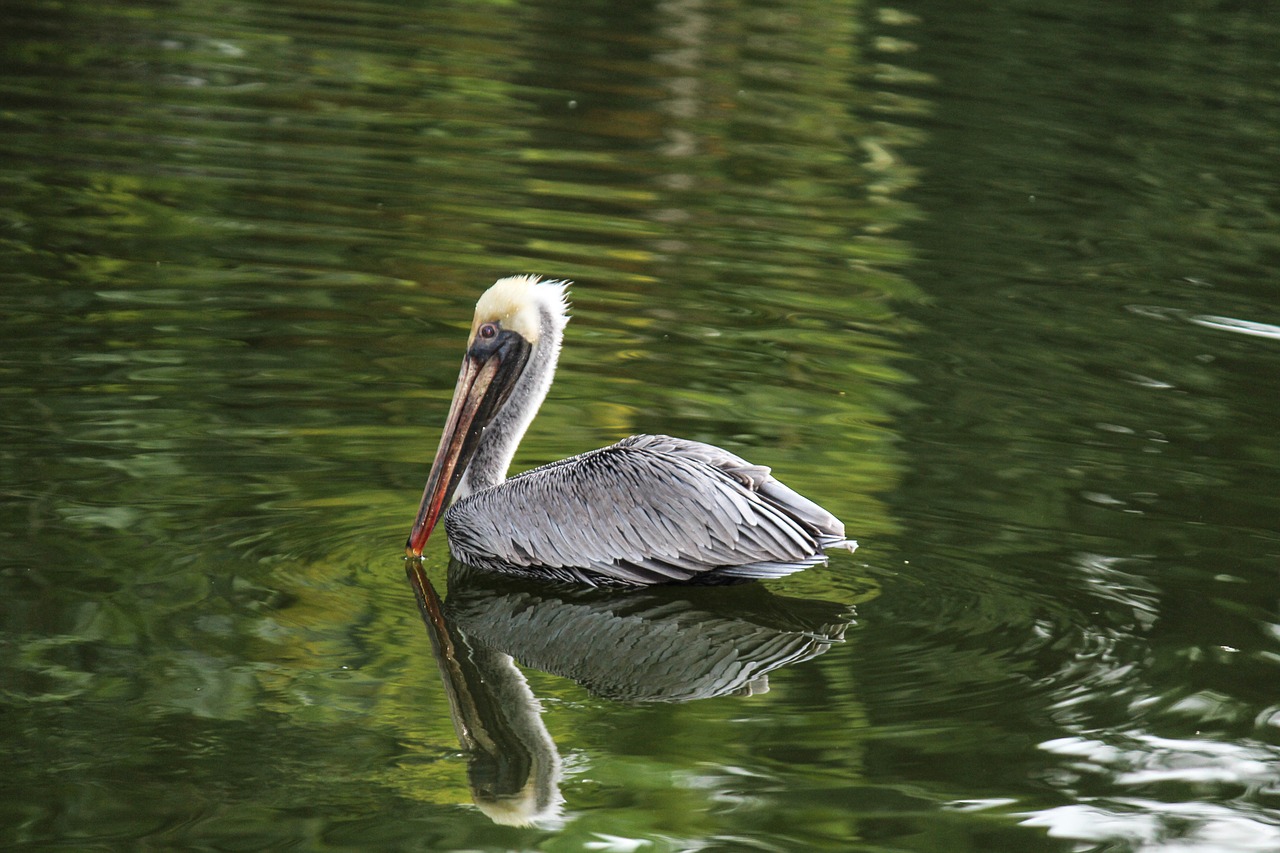 Pelican, Paukštis, Tvenkinys, Vanduo, Gamta, Gyvūnas, Snapas, Laukinė Gamta, Ežeras, Plunksnos