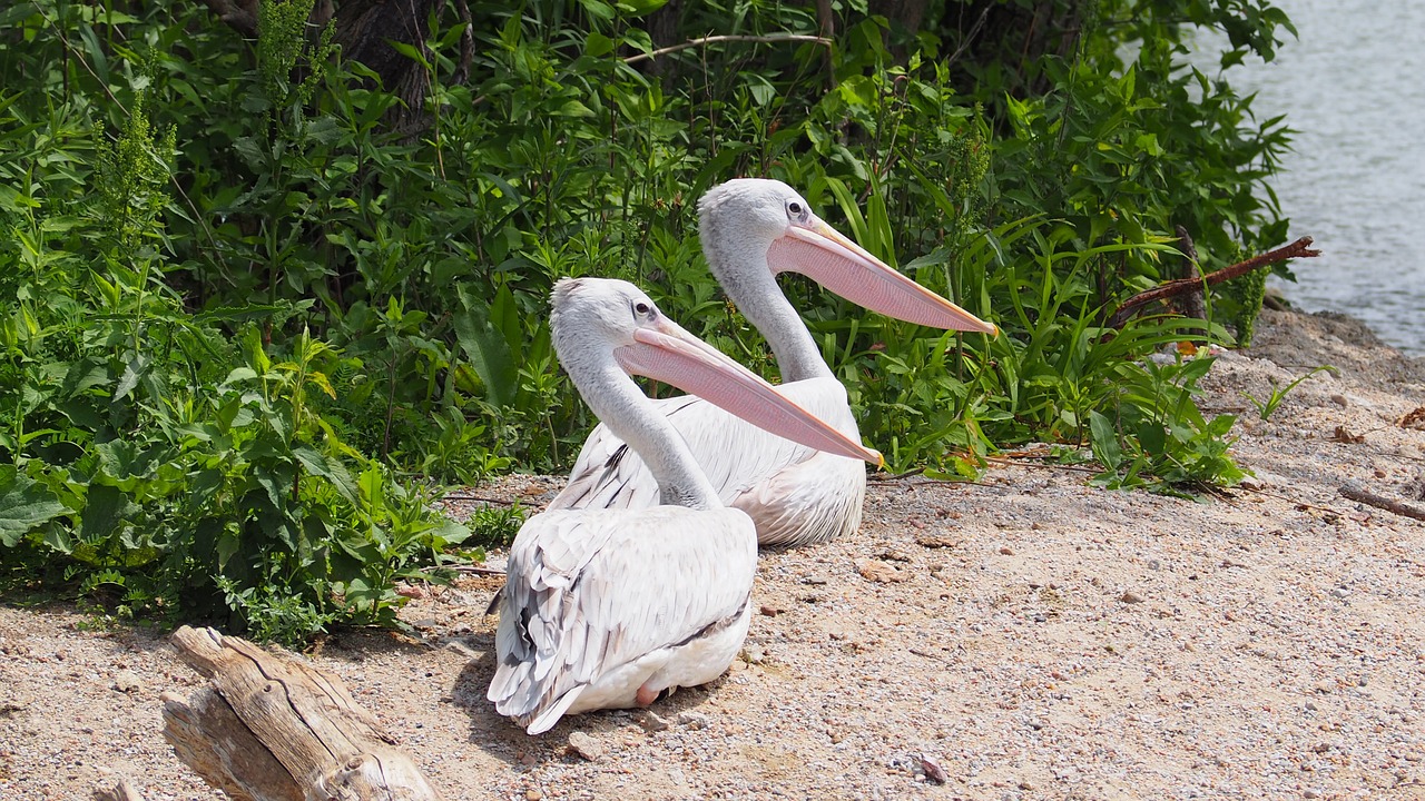 Pelican, Paukštis, Vanduo, Sala, Gamta, Gyvūnas, Laukinė Gamta, Zoologijos Sodas, Plunksnos, Nemokamos Nuotraukos