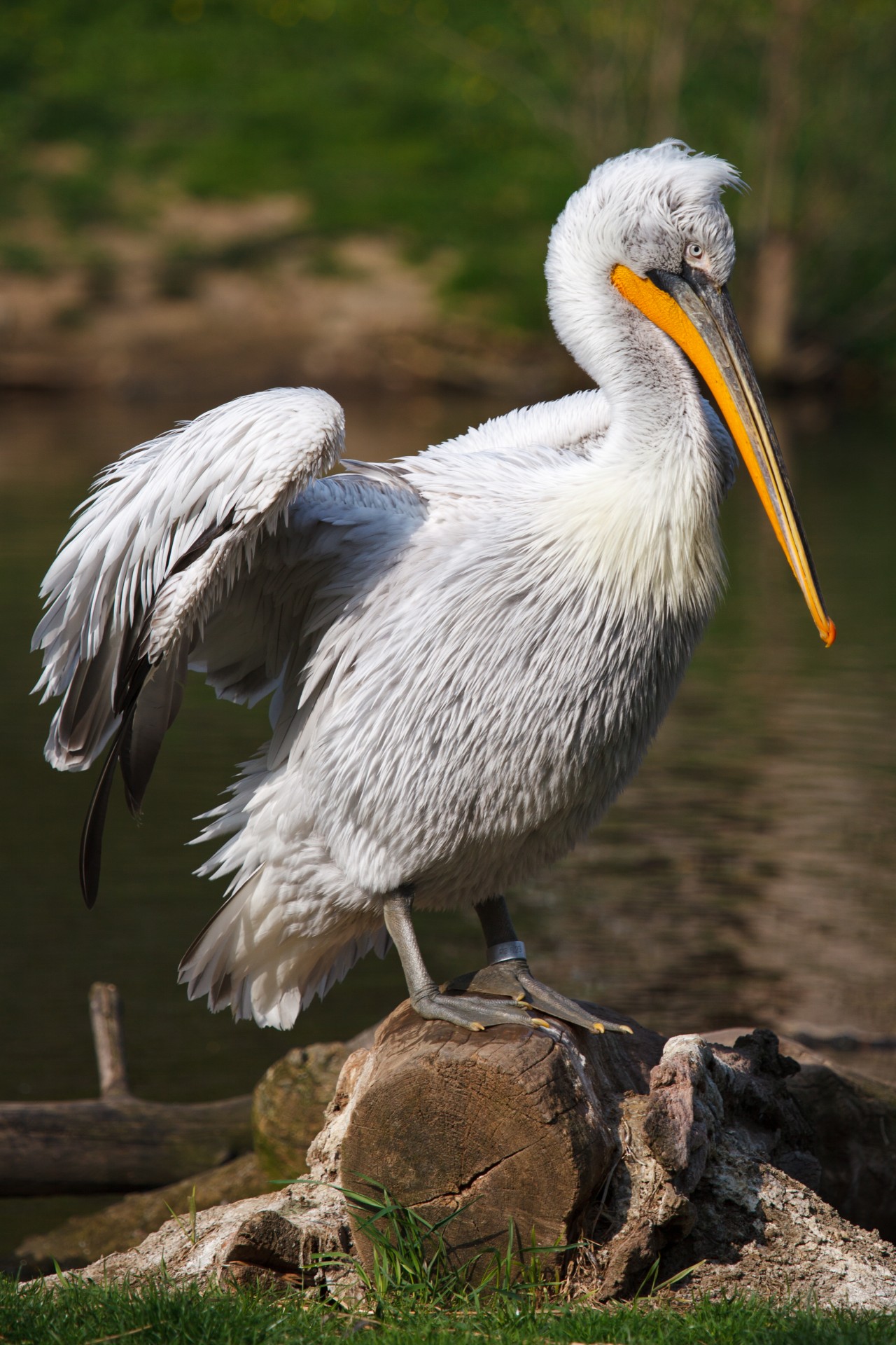 Pelican,  Paukštis,  Laukinė Gamta,  Balta,  Gamta,  Pranešimas,  Vanduo,  Gyvūnas,  Snapas,  Stovintis