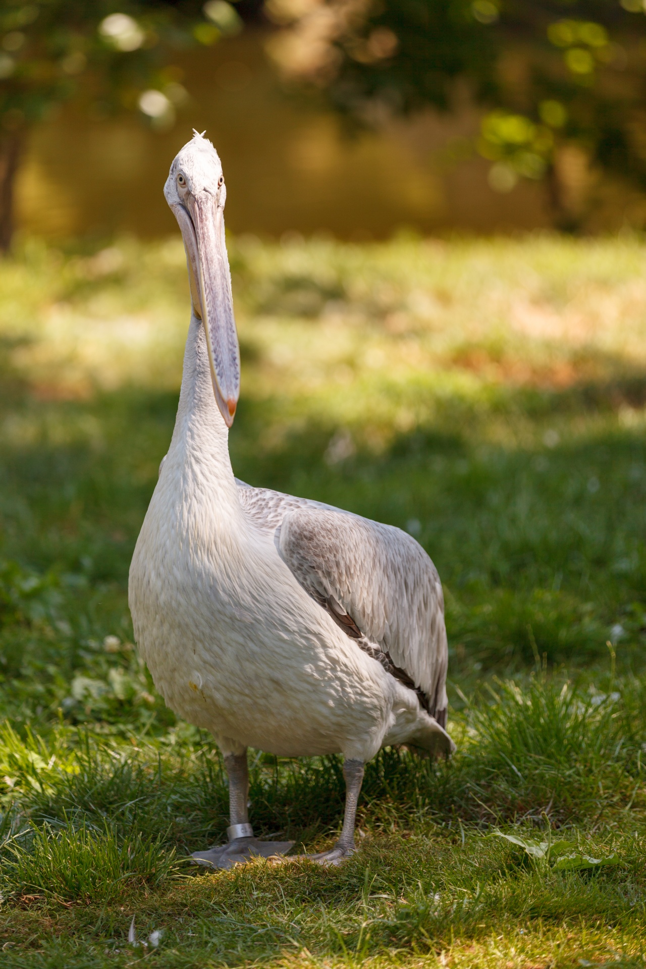 Gyvūnas,  Snapas,  Paukštis,  Pelecanidae,  Pelecanus,  Pelican,  Vanduo,  Balta,  Laukinė Gamta,  Pelikanas