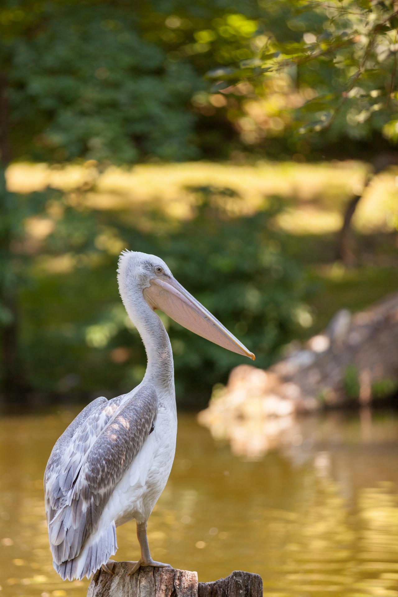 Gyvūnas,  Snapas,  Paukštis,  Pelecanidae,  Pelecanus,  Pelican,  Vanduo,  Balta,  Laukinė Gamta,  Pelikanas