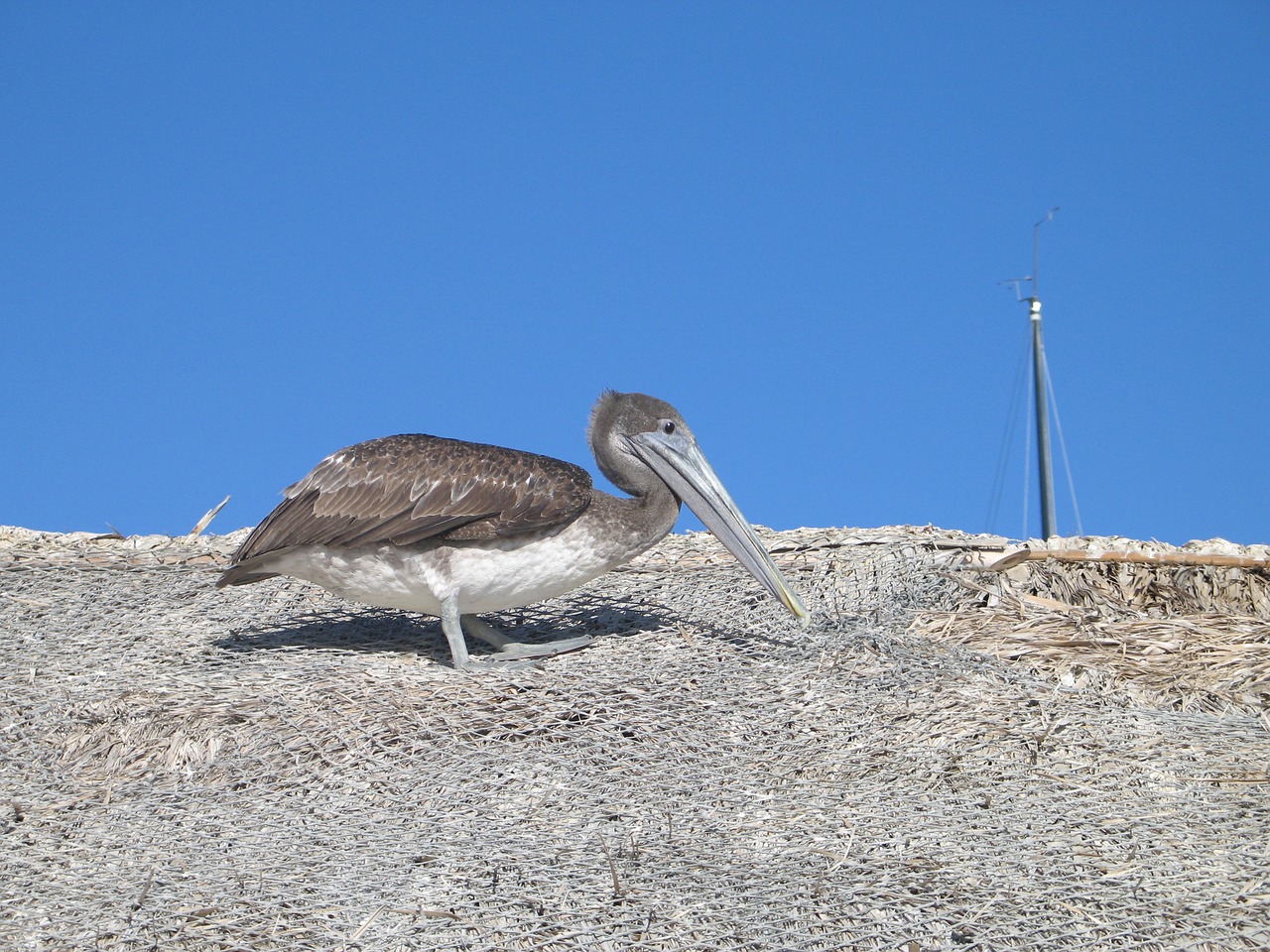 Pelican, Paukštis, Laukinė Gamta, Gyvūnas, Nemokamos Nuotraukos,  Nemokama Licenzija