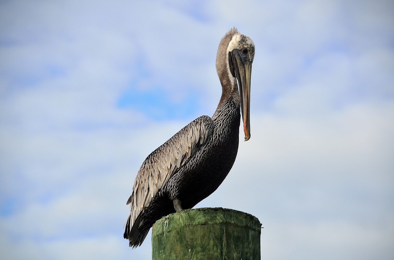 Pelican, Poilsio, Pylimas, Gamta, Paukštis, Vanduo, Snapas, Gyvūnas, Laukinė Gamta, Balta