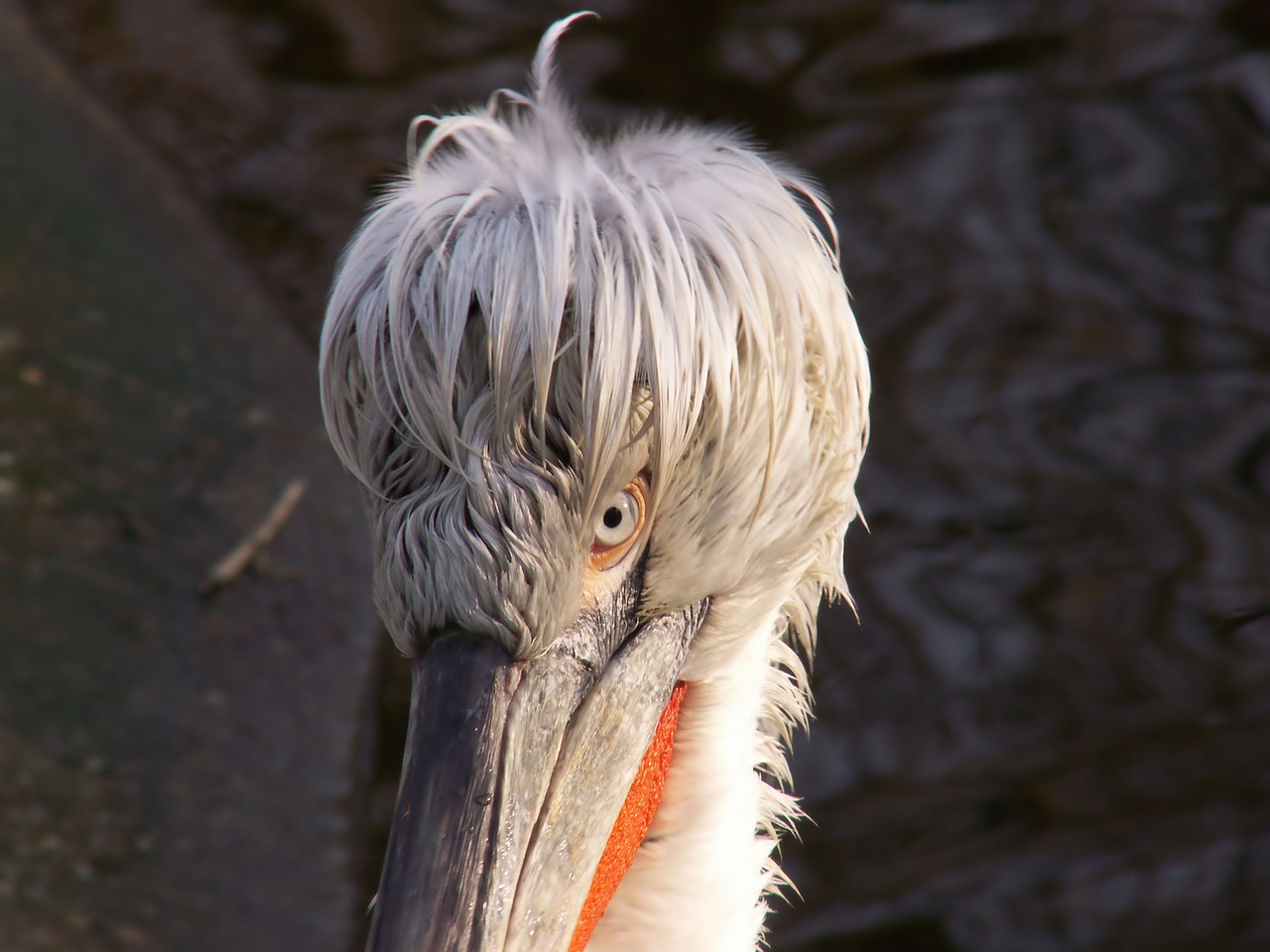 Pelican, Dalmatian Pelican, Gyvūnai, Paukštis, Zoologijos Sodas, Vandens Paukščiai, Nemokamos Nuotraukos,  Nemokama Licenzija