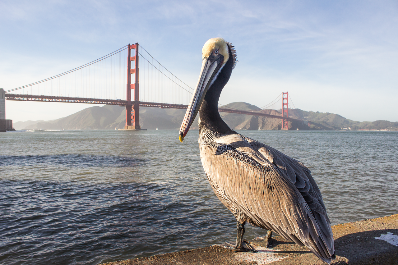 Pelican, Auksiniai Vartai, Tiltas, Jūra, San Franciskas, Išsamiai, Ave, Nemokamos Nuotraukos,  Nemokama Licenzija