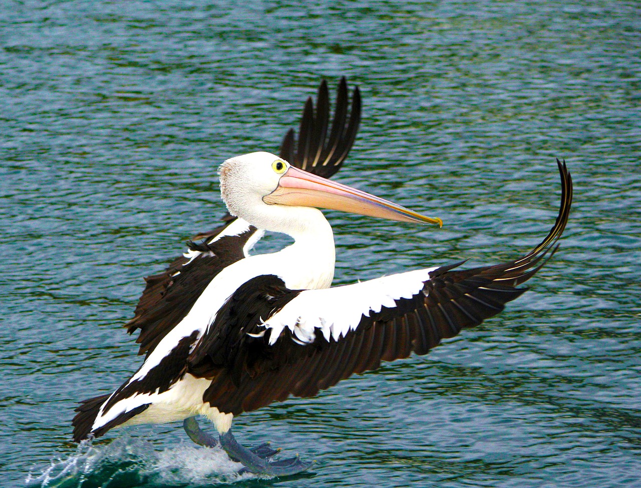 Pelican, Paukštis, Gamta, Nemokamos Nuotraukos,  Nemokama Licenzija