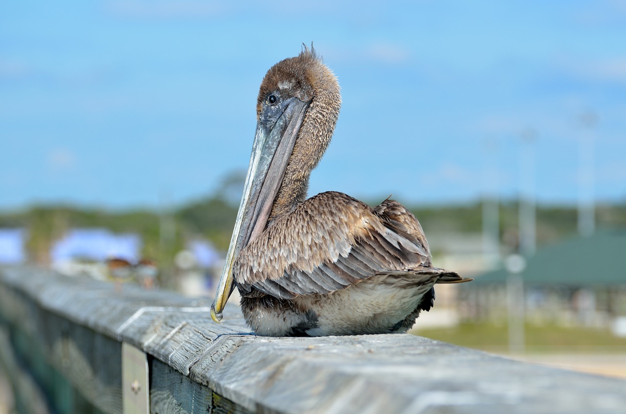 Pelican, Paukštis, Poilsio, Žvejybos Prieplauka, Paukštis, Vandens Paukštis, Gamta, Laukinė Gamta, Gyvūnas, Snapas