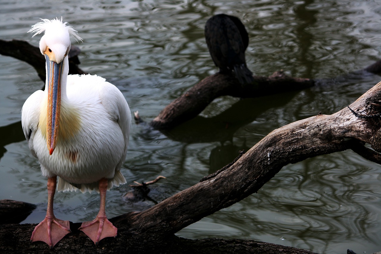 Pelican, Balta, Vanduo, Gyvūnas, Paukštis, Maišas, Pelikanai, Nemokamos Nuotraukos,  Nemokama Licenzija