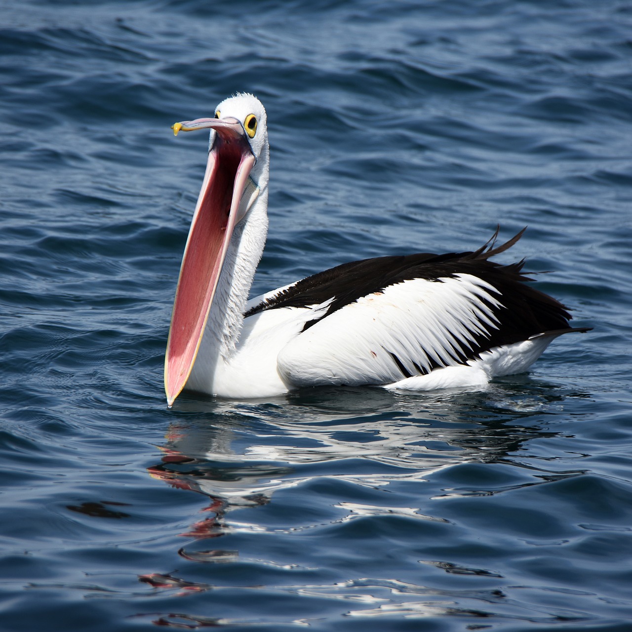 Pelican, Snapas, Atviras, Paukštis, Vanduo, Gamta, Laukinė Gamta, Įlanka, Jūra, Nemokamos Nuotraukos