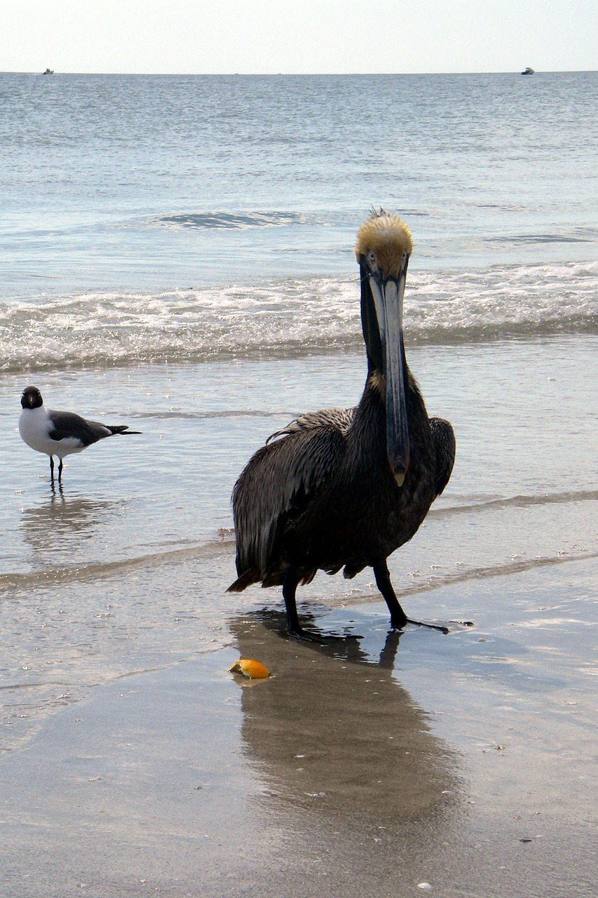 Pelican, Papludimys, Rudieji Pelican Pelecanidae, Pelecaniformes, Valstijos Paukštis, Karibai, Pelikanai, Vandens Paukščiai, Paukščiai, Baltas Pelikanas