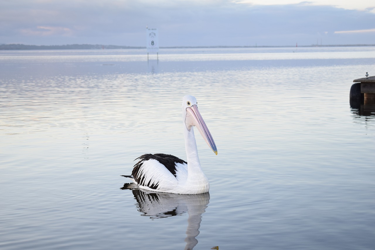 Pelican, Laukinė Gamta, Gyvūnas, Gamta, Snapas, Nemokamos Nuotraukos,  Nemokama Licenzija