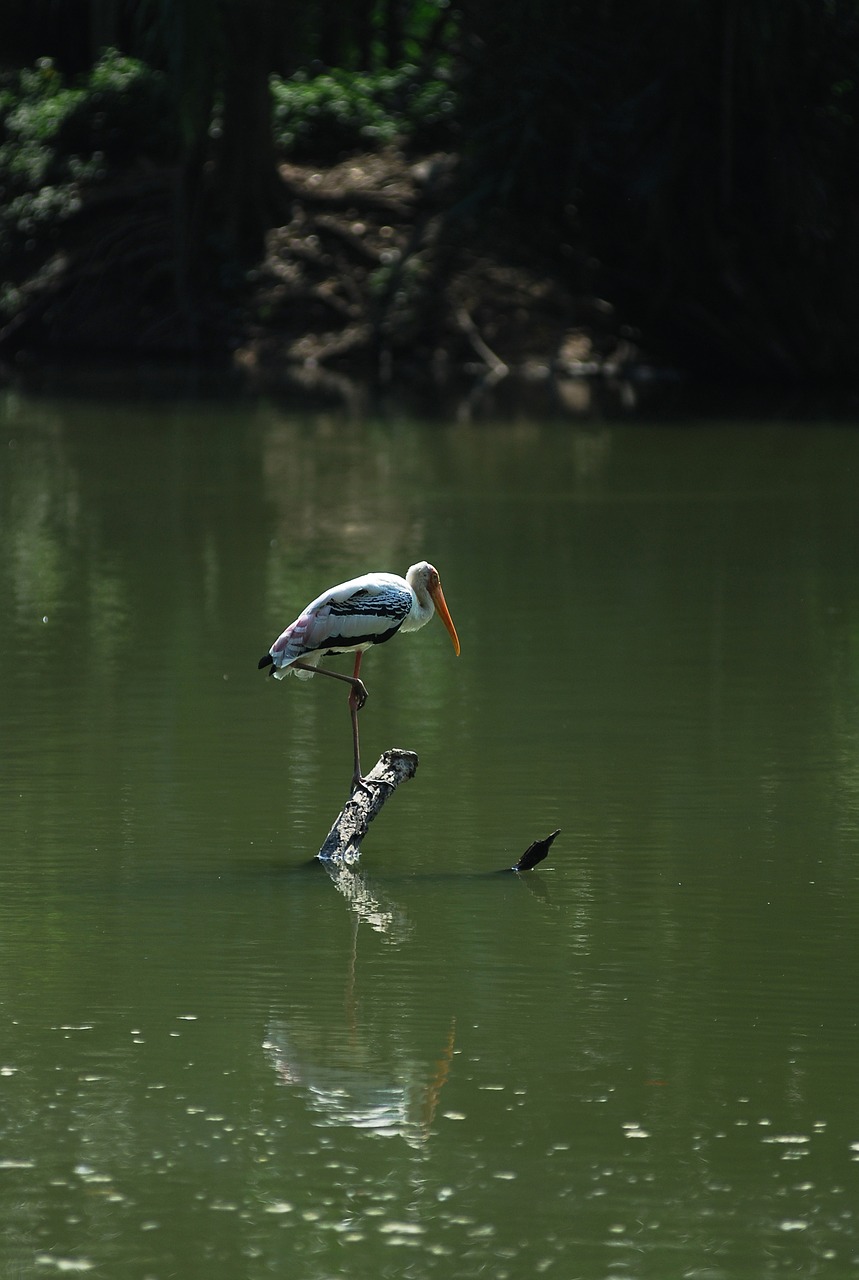 Pelican, Paukštis, Vienišas, Laukiniai, Gyvūnas, Gamta, Plunksna, Laukinė Gamta, Vanduo, Zoologijos Sodas