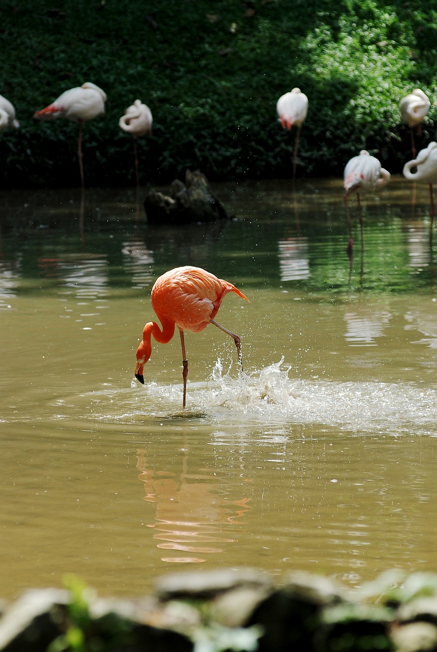 Pelican, Paukštis, Vienišas, Laukiniai, Gyvūnas, Gamta, Plunksna, Laukinė Gamta, Vanduo, Zoologijos Sodas