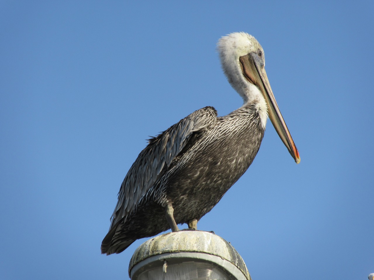 Pelican, Paukštis, Laukinė Gamta, Gamta, Nemokamos Nuotraukos,  Nemokama Licenzija