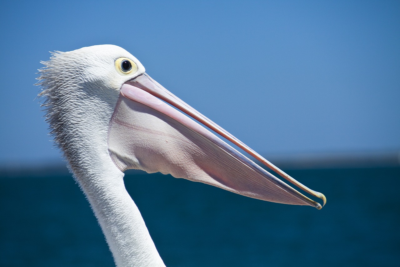 Pelican, Jūros Paukštis, Pakrančių Paukščiai, Laukinė Gamta, Gamta, Jūra, Snapas, Mėlynas, Pelecanus, Skraidantis