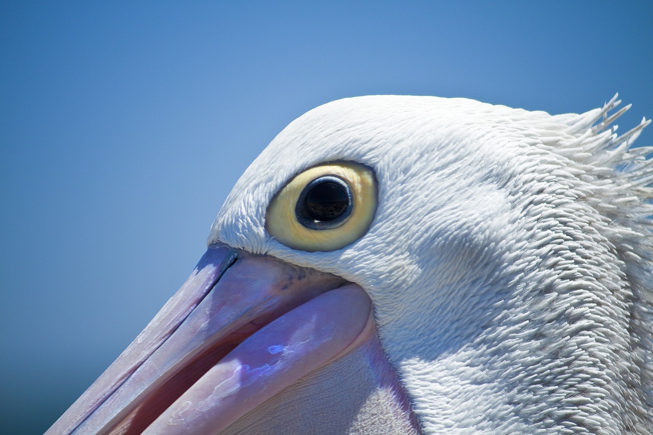 Pelican, Paukštis, Kranto, Laukinė Gamta, Vanduo, Snapas, Pelecanus, Jūra, Mėlynas, Vandenynas