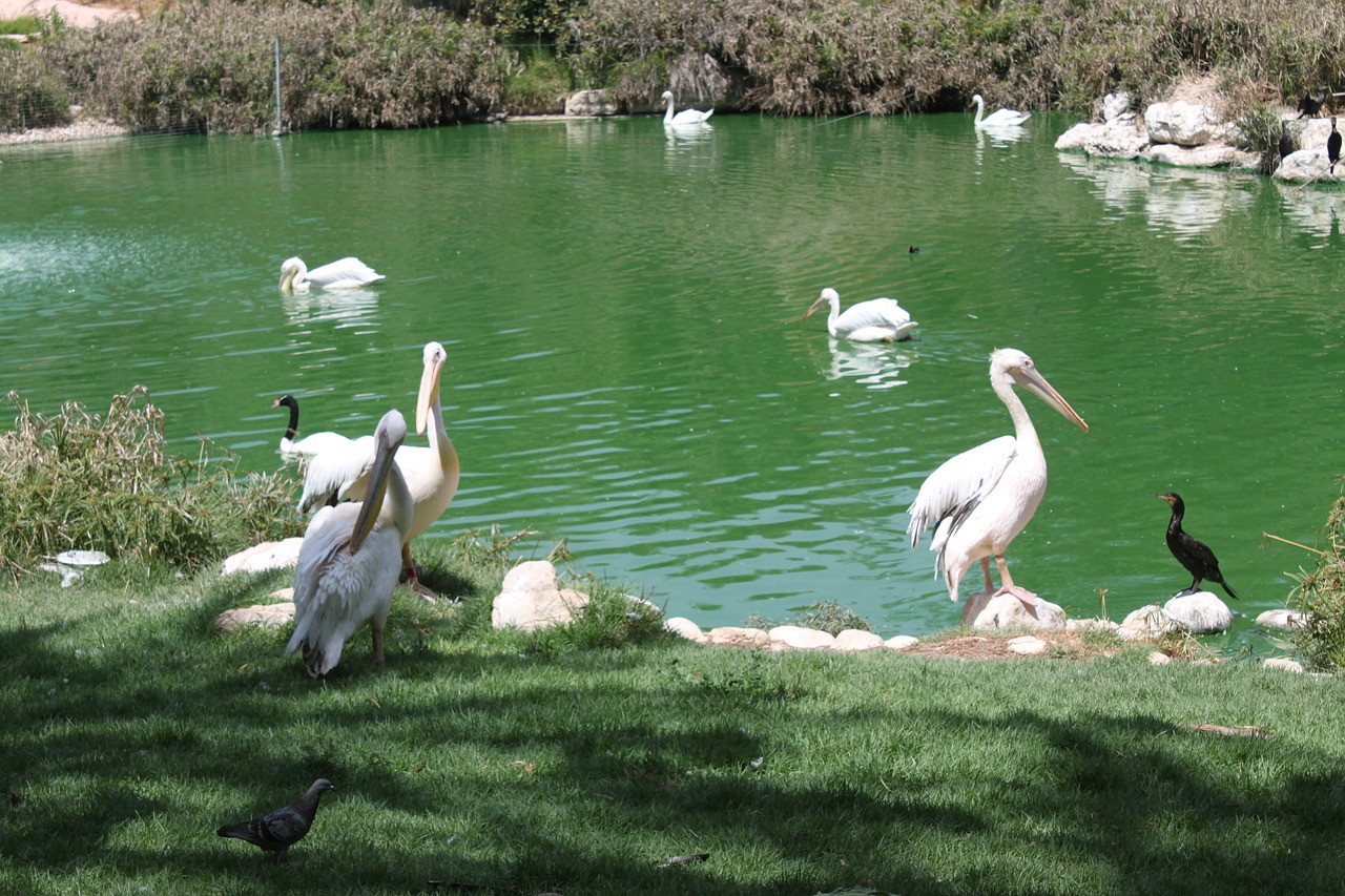 Pelican, Paukštis, Gyvūnas, Vandens Paukštis, Puikus Baltas Pelikanas, Rytinė Balta Pelican, Baltas Pelikanas, Zoologijos Sodas, Paukščiai, Pelikanai