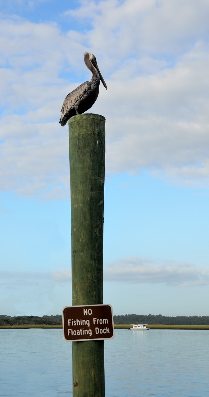 Pelican, Poilsio, Paukštis, Laukinė Gamta, Gamta, Vandens Paukštis, Vanduo, Gyvūnas, Snapas, Laukiniai