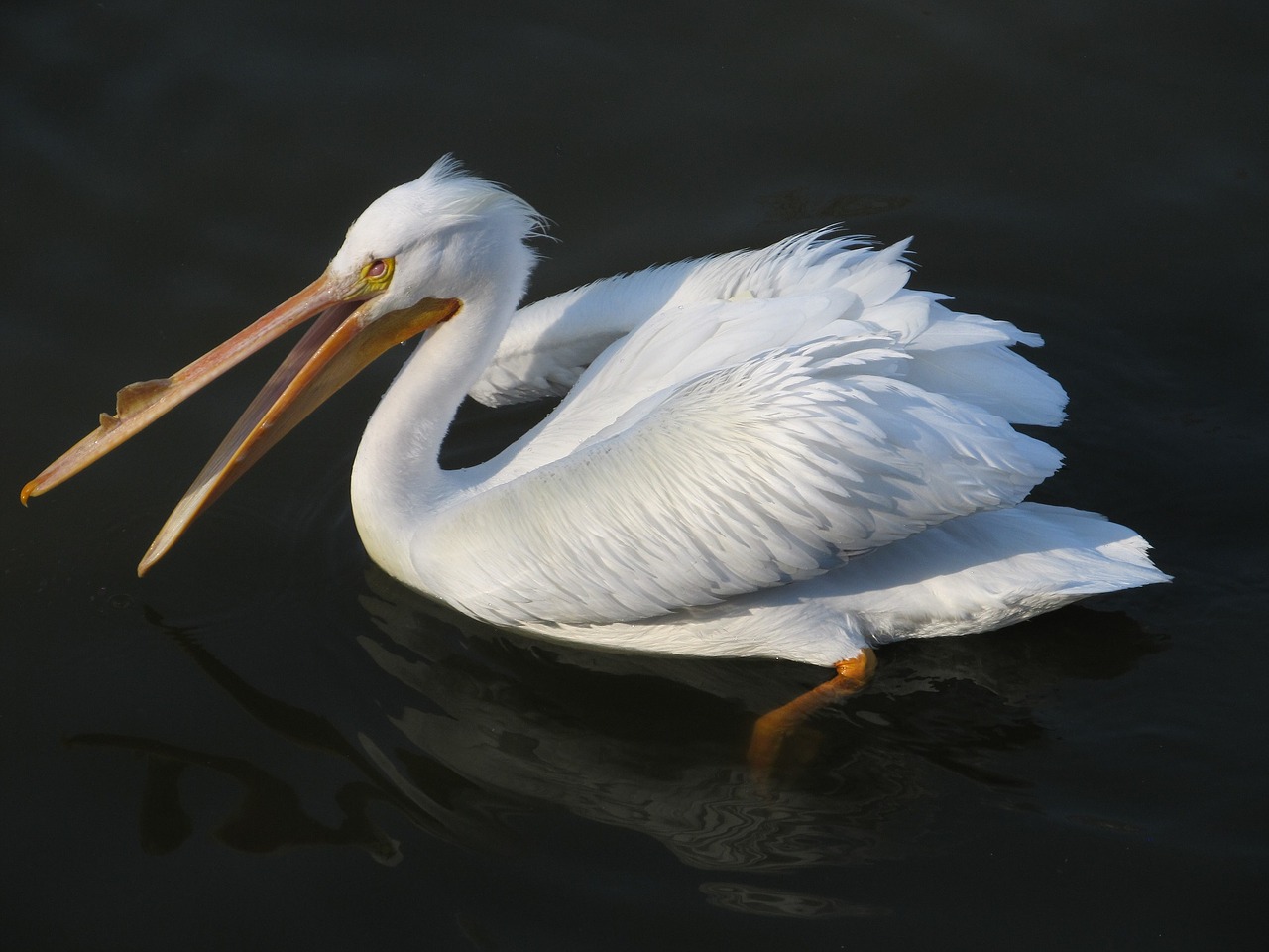 Pelican, Paukštis, Laukinė Gamta, Gamta, Vanduo, Maudytis, Portretas, Piktograma, Snapas, Laukiniai