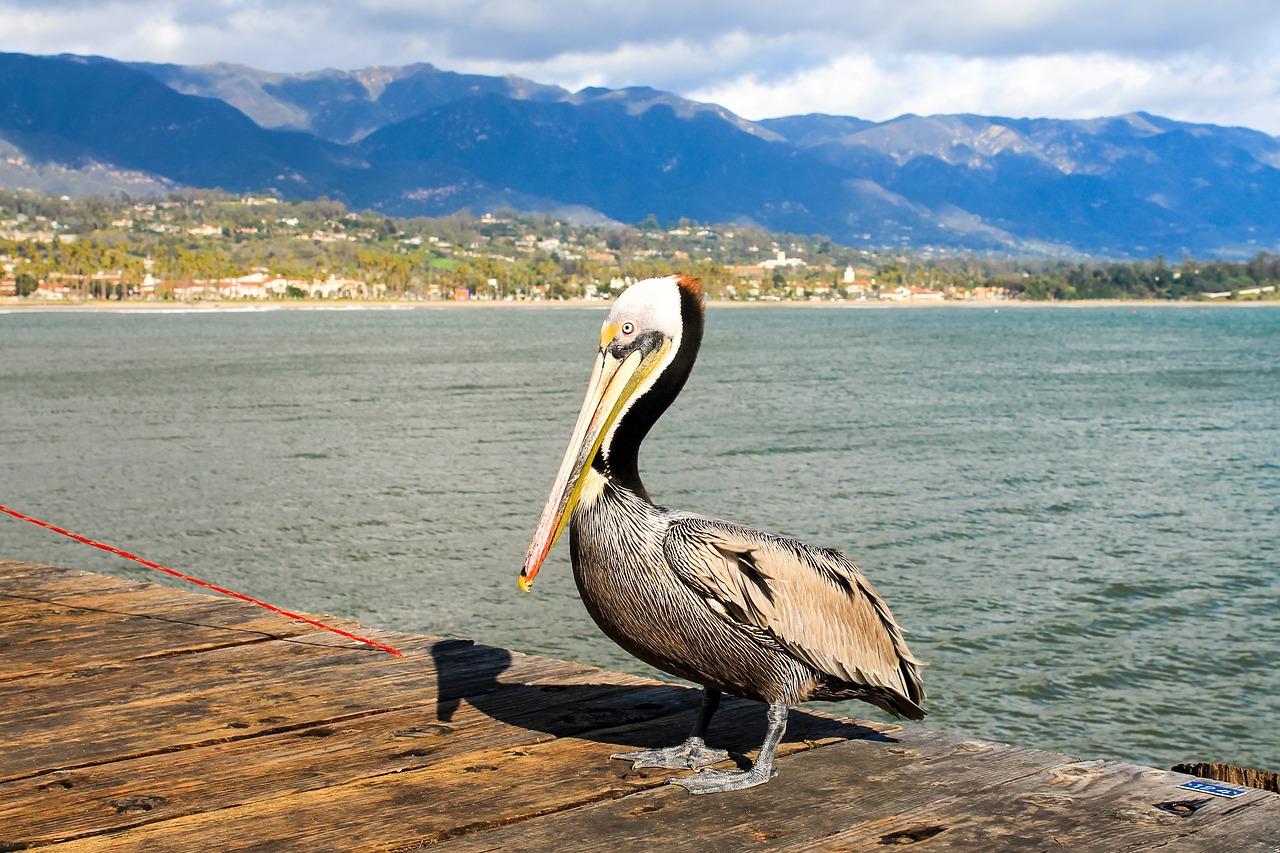 Pelican, Santa Barbara, Kalifornija, Vandenynas, Barbara, Santa, Vanduo, Paukštis, Jūra, Prieplauka