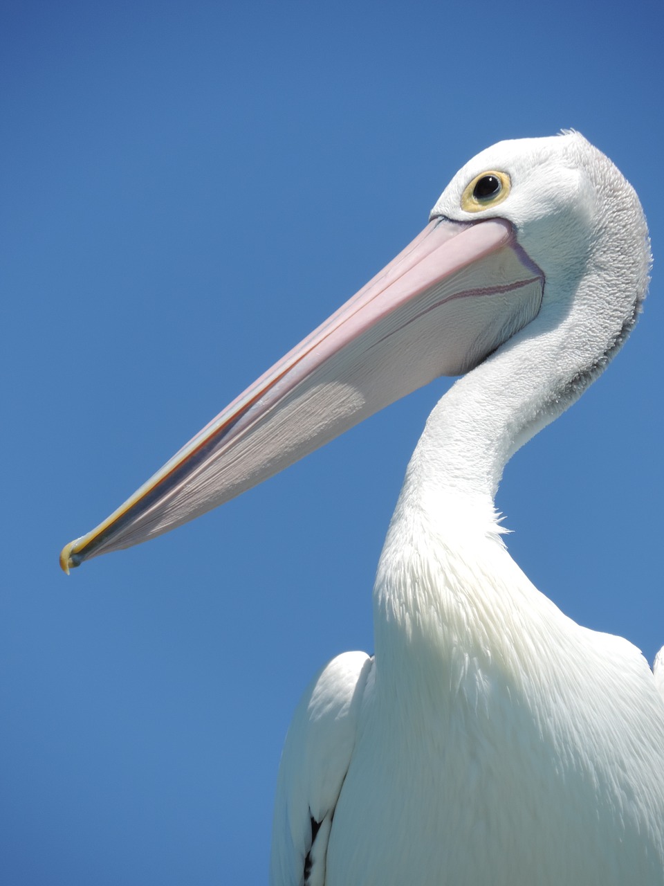 Pelican, Paukštis, Snapas, Didelis Snapas, Didelis Paukštis, Gamtos Fotografija, Pelikano Paukštis, Aviary, Aves, Sparnai