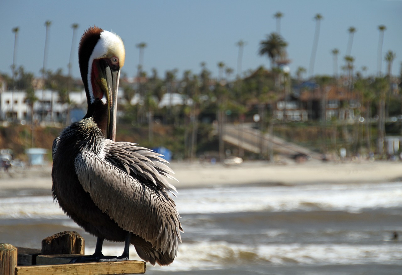 Pelican, San Diego, Prieplauka, Kalifornija, Kranto, Ramiojo Vandenyno Regionas, Gyvūnas, Laukinė Gamta, Gamta, Jūrų